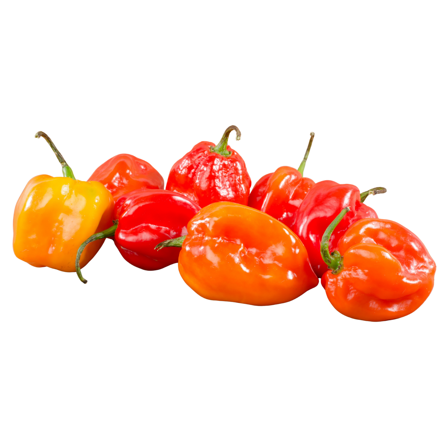 Frische Rote Habanero-Chili 100g