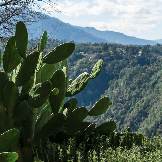 Kaktusblätter: Superfood getarnt als stachelige Pflanze