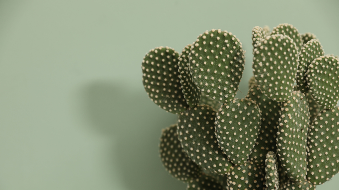 Kaktusblätter Nopales Mexikanische Lebensmittel Superfood