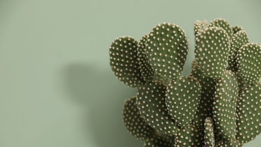 Kaktusblätter Nopales Mexikanische Lebensmittel Superfood