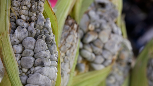 Cuitlacoche: Das schwarze Gold Mexikos